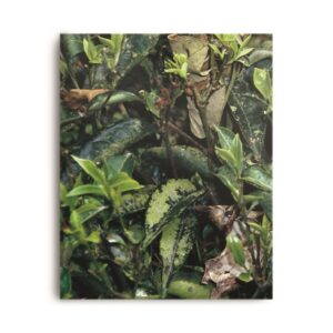 NATURKRAFTWERKE Buch neues Essen No3 Makaibari